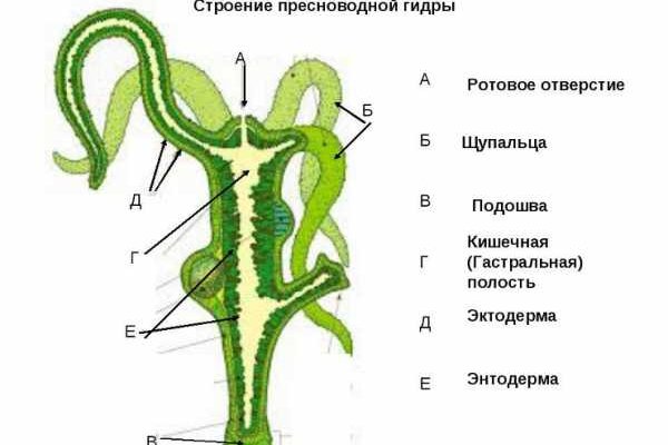 Что такое кракен тор